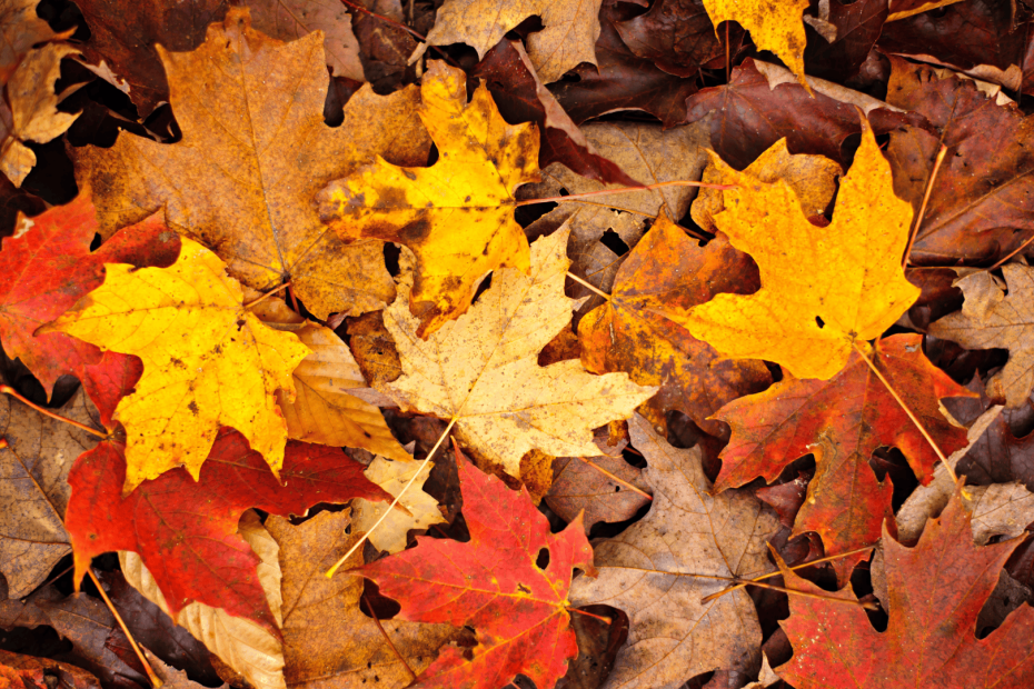 Photo of fall leaves